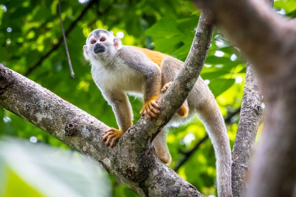 Manuel Antonio, Costa Rica
